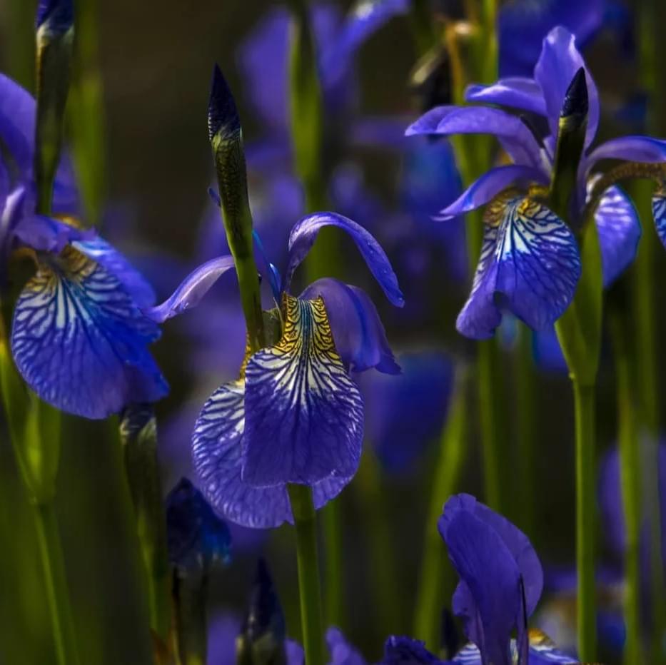 iris